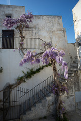 Vieste, gargano