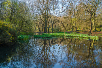 Small pond in the woods in the springtime