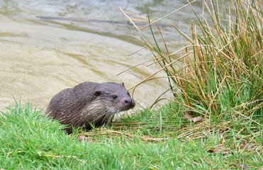 Otter on Riverbank