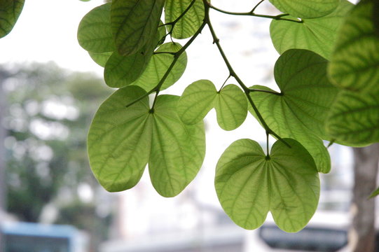 Phanera variegata green leaves background
