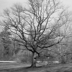Tree in the park. A beautiful tree in the beginning of spring. Black and white image.