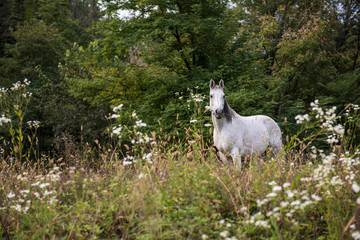 Obraz premium White horse standing on field
