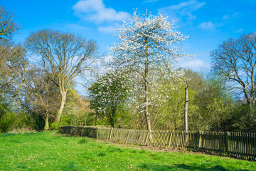 Obraz premium Spring time landscape in the London suburbs