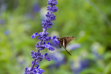 Fototapeta premium Long tailed skipper on blue salvia