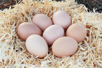 Chicken eggs in nest of straw.