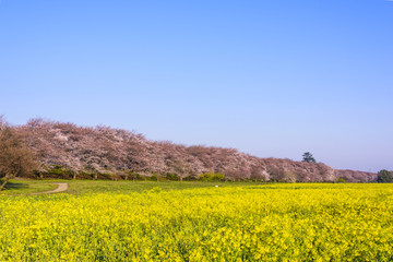 桜と菜の花