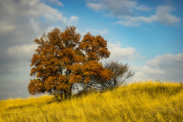 Fototapeta premium Autumn tree