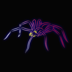 spider pattern black background