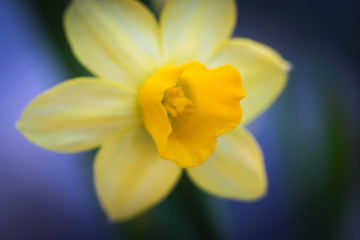 Obraz na płótnie Canvas Narcissus flower