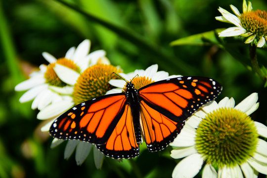 Monarch butterfly feeding on white cone flowers 
