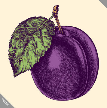 Engrave isolated plum hand drawn graphic vector illustration