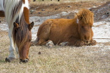 Foal resting with its mother on Assateague Island, Maryland.