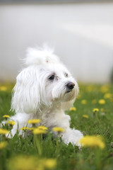 maltezer the dandelion