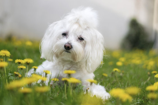maltezer in the grass