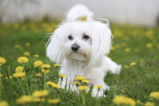 maltezer the dandelion