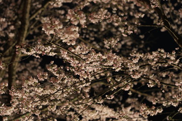 久世トンネル桜