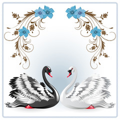 Elegant white and black swan