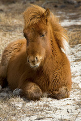 Foal rests in the grass on Assateague Island, Maryland.