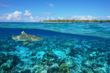 Over and under sea surface with an island and a shark underwater, Tiputa pass, Rangiroa atoll,...