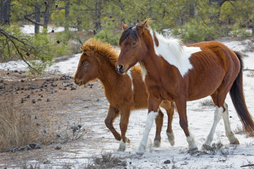 Mother and foal in sandy woods on Assateague Island, Maryland.