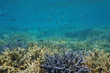 Naklejka na ściany i meble Pristine coral reef underwater with shoal of fish sergeant damselfish, south Pacific ocean, New Caledonia 