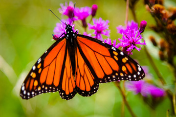 Monarch Butterfly