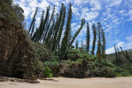 New Caledonia pines and pandanus on a beach shore in Bourail, Grande Terre island, south Pacific
