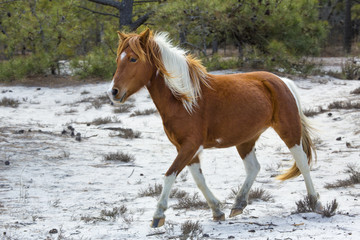 Wild horse walks in sandy woods on Assateague Island, Maryland.