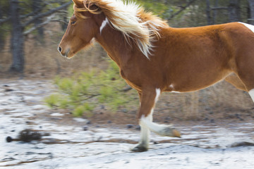 Obraz premium Wild horse runs in sandy woods on Assateague Island, Maryland.