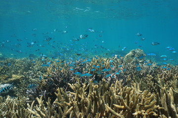 Underwater coral reef with fish shoal of various species of damselfish over staghorn corals, south Pacific ocean, New Caledonia

