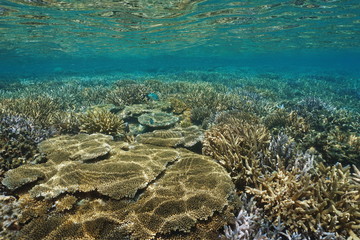 Fototapeta premium Underwater coral reef in good condition in the south Pacific ocean, lagoon of Grande Terre, New Caledonia 