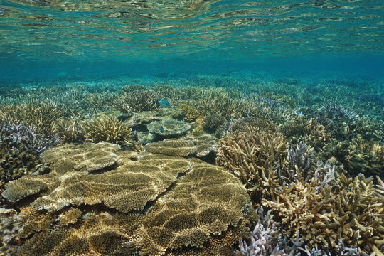 Underwater coral reef in good condition in the south Pacific ocean, lagoon of Grande Terre, New Caledonia
