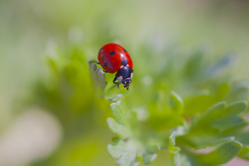 ladybird