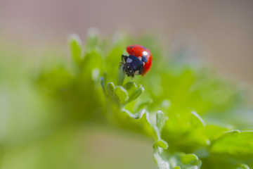 ladybird