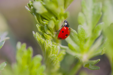 ladybird