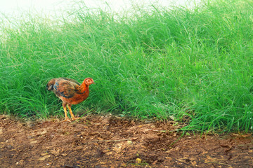 chicken standing on the ground