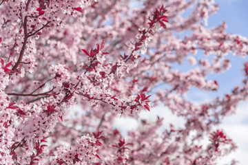 Blooming tree with pink flowers.