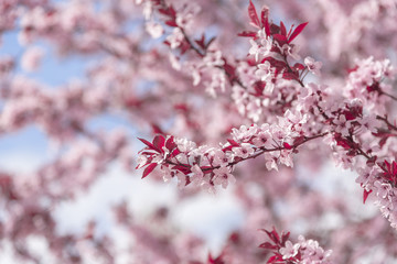 Blooming tree with pink flowers.