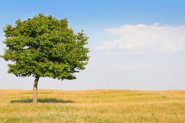 Fototapeta na wymiar deciduous tree in the meadow and blue sky