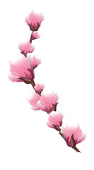 spring twig with pink delicate flowers