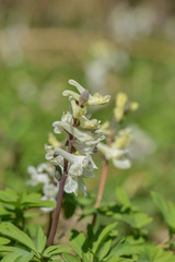 Lerchensporne am Bachlauf