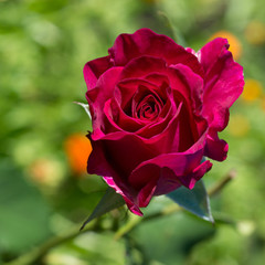 Pink rose flower