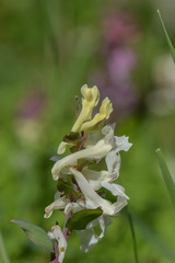 Lerchensporne am Bachlauf