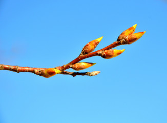 Kidneys on the branch of tree in the forest in early spring against a bright blue sky.