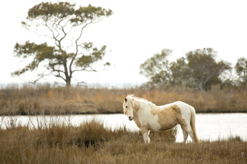 Obraz premium Wild horse stands in marsh grasses on Assateague Island, Maryland.