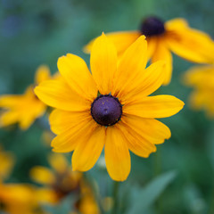 Rudbeckia Yellow Flowers