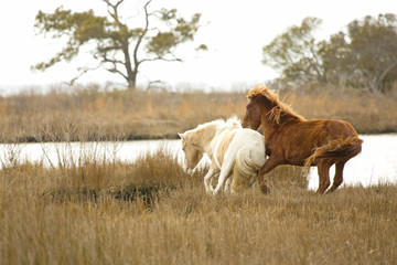 Wild horses battle in marsh grasses on Assateague Island, Maryland.