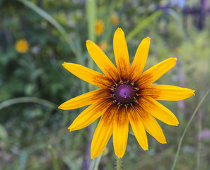 yellow rudbeckia blooming in the garden