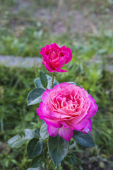 purple rose flowers blooming in the garden