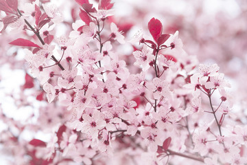 Blooming tree with pink flowers.